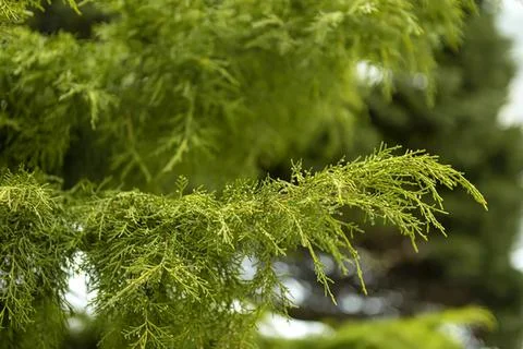 Close-up of green pine tree branch in a park Stock Photos