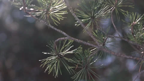 Close up of green pine tree branches in bright sunlight 스톡 동영상 331750951