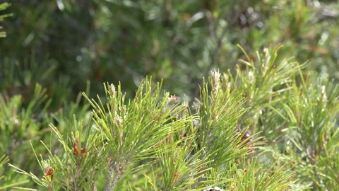 Close Up of Green Pine Tree Branches with Cones in Sunlight Stock Footage 336935208