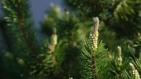 Close-up of green pine tree branches showing new growth and developing cones in Stock Footage 337155177