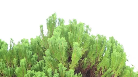 Close-up of green pine tree branches isolated on a clear white background. Stock Footage 338159664