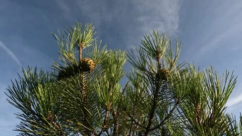 A close-up of green pine tree branches bearing cones against a cloudy blue sky Stock Footage 346293263