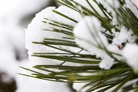 Close-up of green pine tree needles covered with fresh white snow in winter Stock Photos