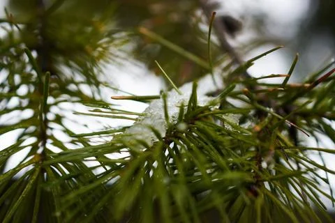Close-up of green pine tree needles covered with melting snow in winter Stock Photos