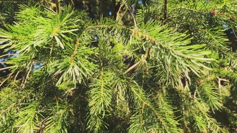 A close up of a green pine tree on sunny day. Video stock 292371528