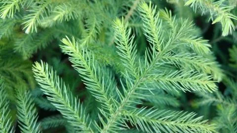 Close up of green pine xmas leaf 스톡 사진