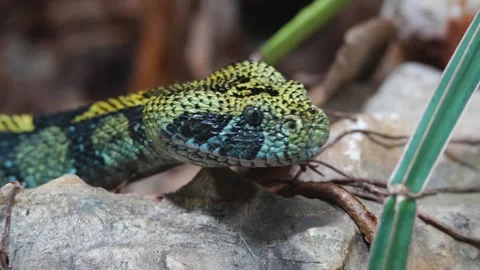 Close up of green pit viper  Stock Footage 263591999