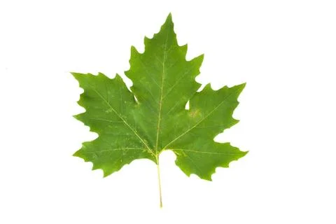 Close up of a green plane tree leaf (Platanus acerifolia, Platanus hispanica Stock Photos