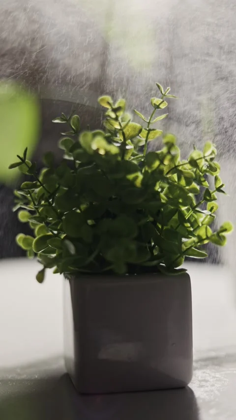 Close-up of a green plant being misted with water in a modern white pot Stock Footage 339174740