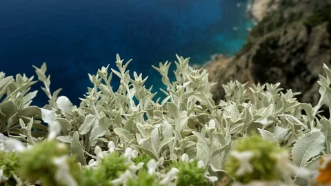 Close-up of green plant on the blurred background with blue calm sea. Greece. 4K Vidéo 124270464
