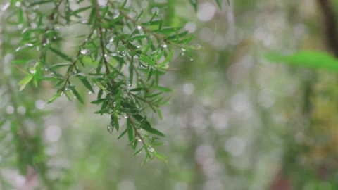 Close-up of green plant branches covered in fresh raindrops during a gentle.. Vidéo 346394072