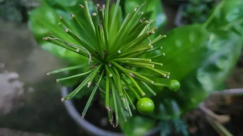 Close-up of Green Plant with Buds. Stock Footage 310477707