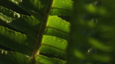 Close up of green plant Video stock 74110035
