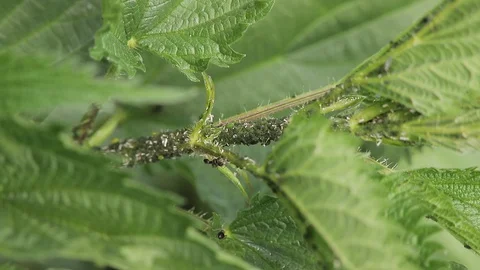 A close up of a green plant Stock Footage 129044032