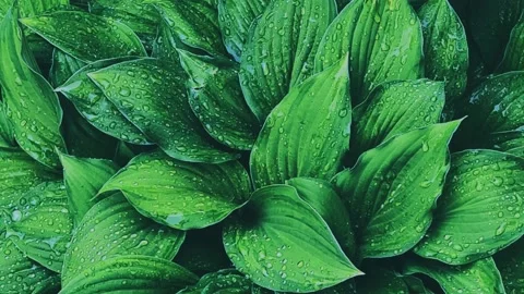 A close up of a green plant Stock Footage 155332427