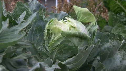 A close up of a green plant Stock Footage 155452738