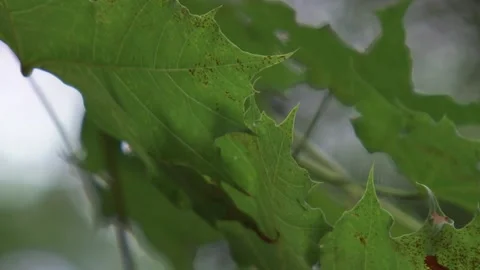 A close up of a green plant Stock Footage 155582646
