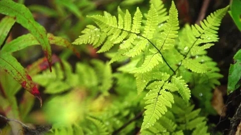 A close up of a green plant Stock Footage 155585158