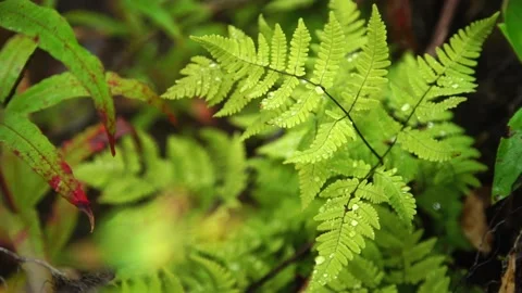 A close up of a green plant Stock Footage 156015577