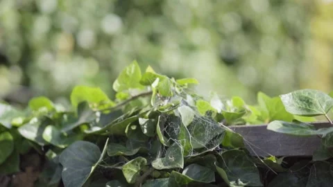 A close up of a green plant Stock Footage 156020237