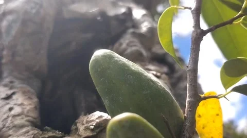 Close-up of Green Plant Stock Footage 330274241