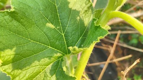 Close-up of green plant leaf. Stock Photos