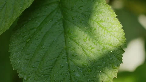 Close-up of Green Plant Leaf with Raindrops and Sunlight in Forest 動画素材 342378485