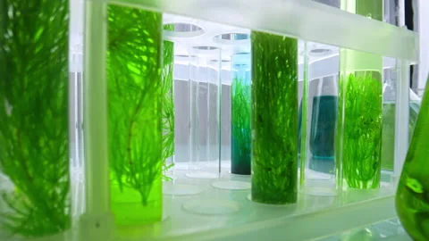 Close up of green plant samples in test tubes in laboratory 스톡 동영상 311461918