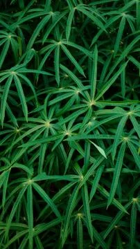 Close up of green plant texture Stock Photos
