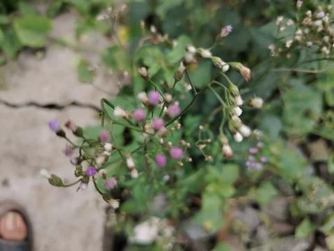 Close-up of a green plant with tiny buds and textured leaves against a soft.. Stock Photos