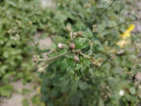 Close-up of a green plant with tiny buds and textured leaves against a soft.. Stock Photos