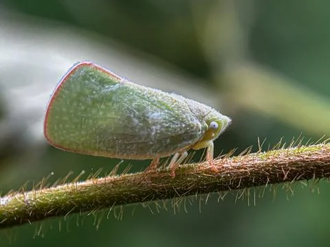 Close up of green planthopper Photos