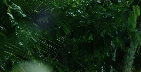 Close-up of green plants and trees in forest Stock Footage 68731536