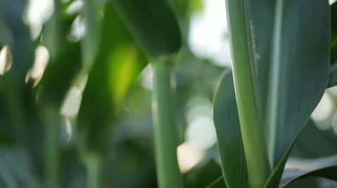 Close Up of Green Plants Stock Footage 21466963
