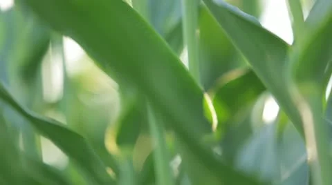 Close Up of Green Plants Stock Footage 21467286
