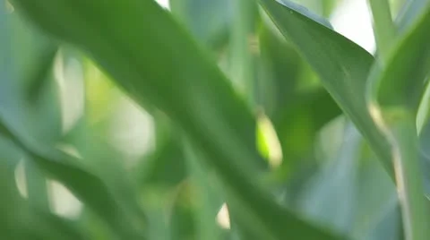 Close Up of Green Plants Stockbeeldmateriaal 21467399