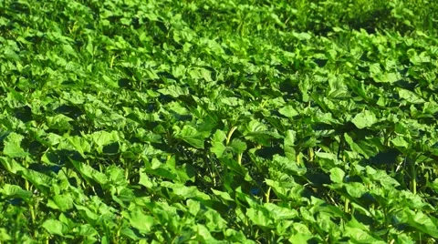 Close Up Green Plants Stock Footage 50633599