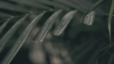 Close up of green plants Stock Footage 101992858