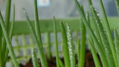 Close up green plants. Stock Footage 106184970