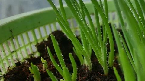Close up green plants. Stock Footage 106186275