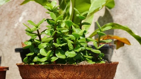 Close up green plants. Stock Footage 149287576