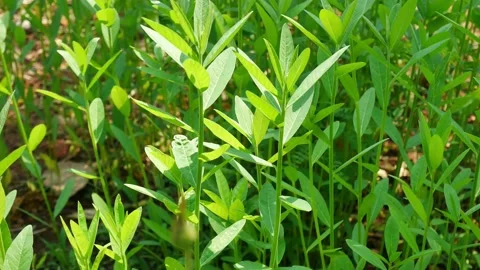 Close up green plants. Stock Footage 149287927