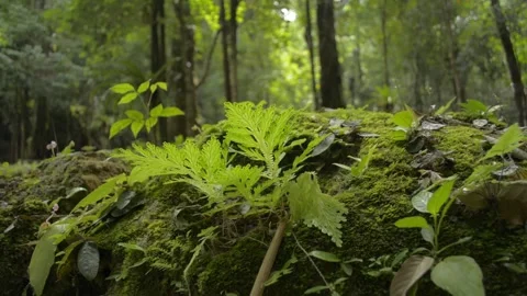 Close up green plants growing on the ground with a man hiking in the forest. Stock Footage 137769050