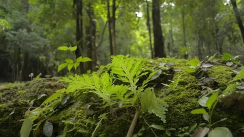 Close up green plants growing on the ground in tropical rain forest. Stock Footage 137769070