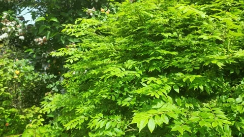 Close up of green plants leaves in bright blue sky swaying in the wind natu.. Stock Footage 242598551