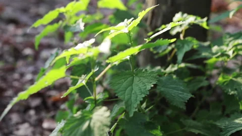 Close up of green plants under the tree with sun rays Stock Footage 142483723
