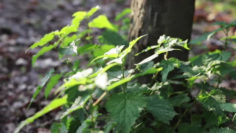 Close up of green plants under the tree Stock Footage 142483751