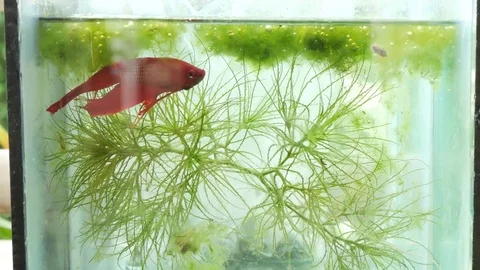 Close up Green plants underwater Stock Footage 80300031