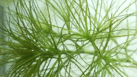 Close up Green plants underwater Stock Footage 80300311