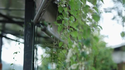 Close-up of green plants by the window on a rainy day Stock Footage 272966178
